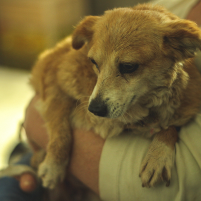 La fine del consumo di carne di cane in Corea del Sud: una svolta storica!