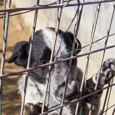 Orrore in Corea del Sud: Il caso dell'uomo con oltre mille cani morti