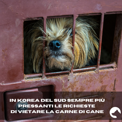 Seoul, Corea del Sud -  Attivisti per i diritti degli animali!