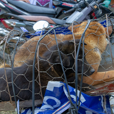 Hanoi, Vietnam. L'OMS lancia allarme sui wet market!