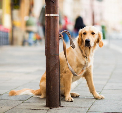 A causa del carovita gli statunitensi stanno rinunciando a cani e gatti