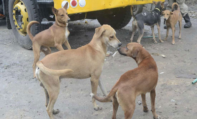 Kenya: Allarme per la vendita illegale di carne di cane